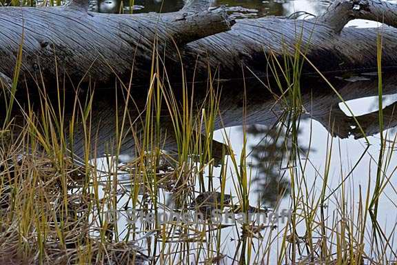 lakeshore log and grass 1 graphic